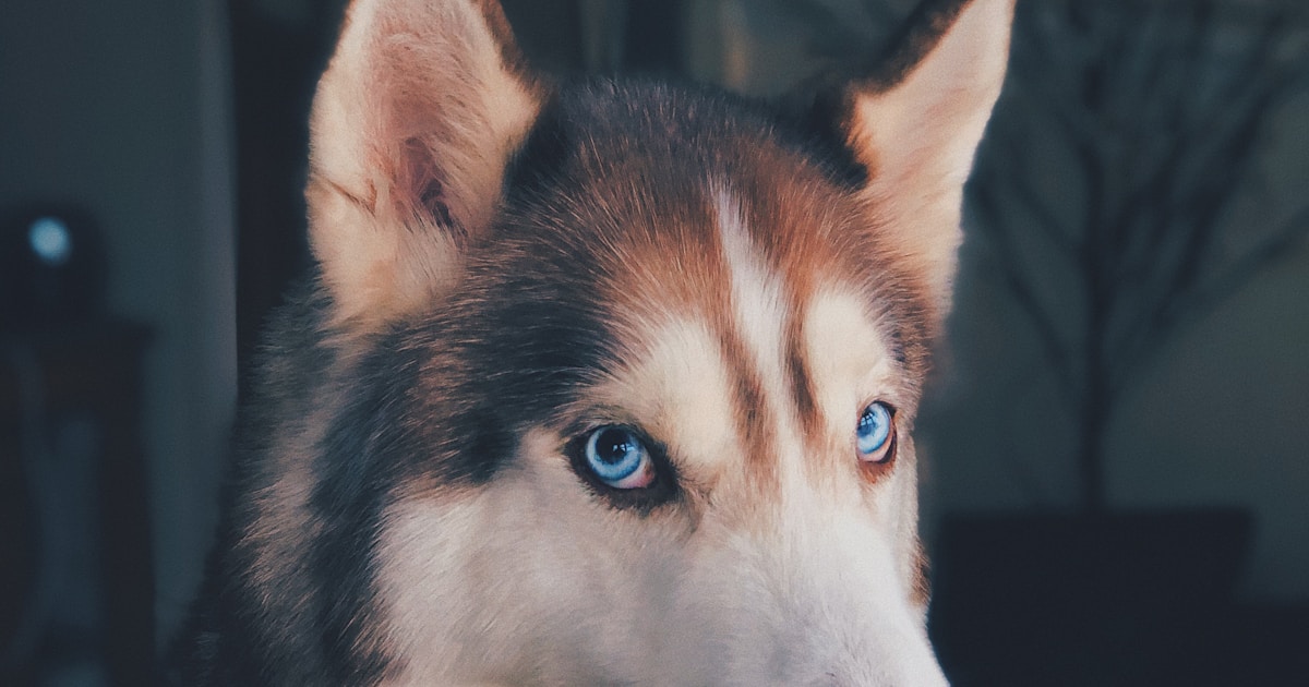 Dog showing body language signs it needs space