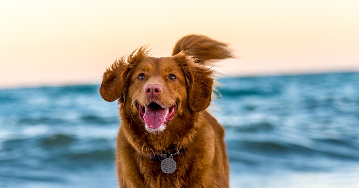 Map showing fuzzy 50 metre radius for dog location privacy
