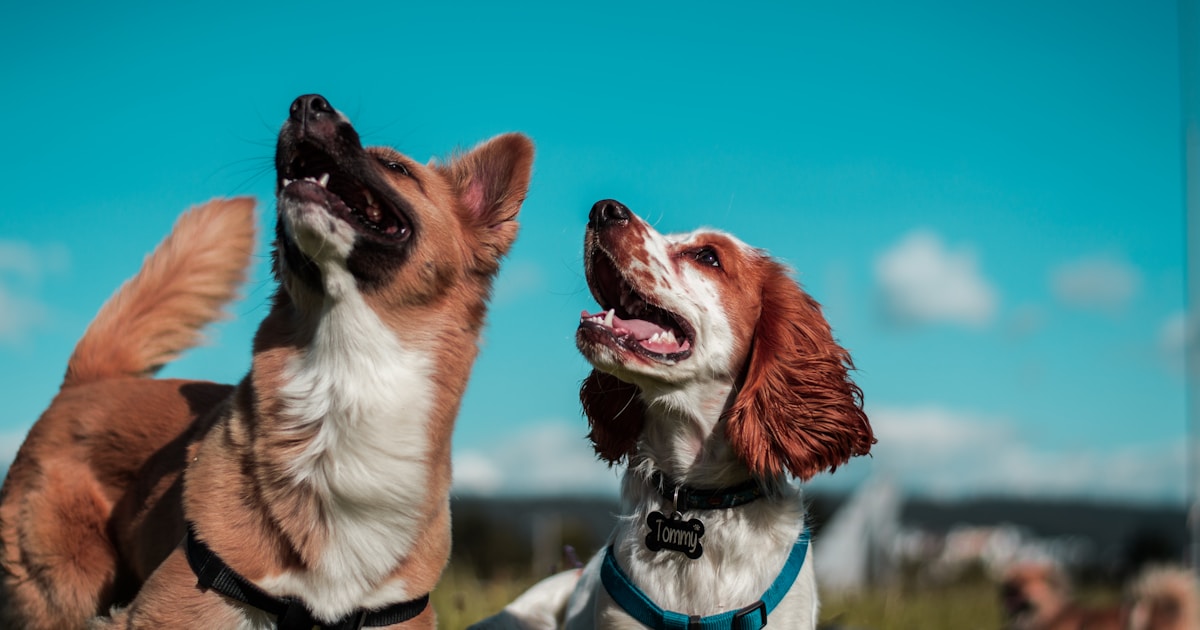 Dog owner protecting their dog from an approaching off-lead dog