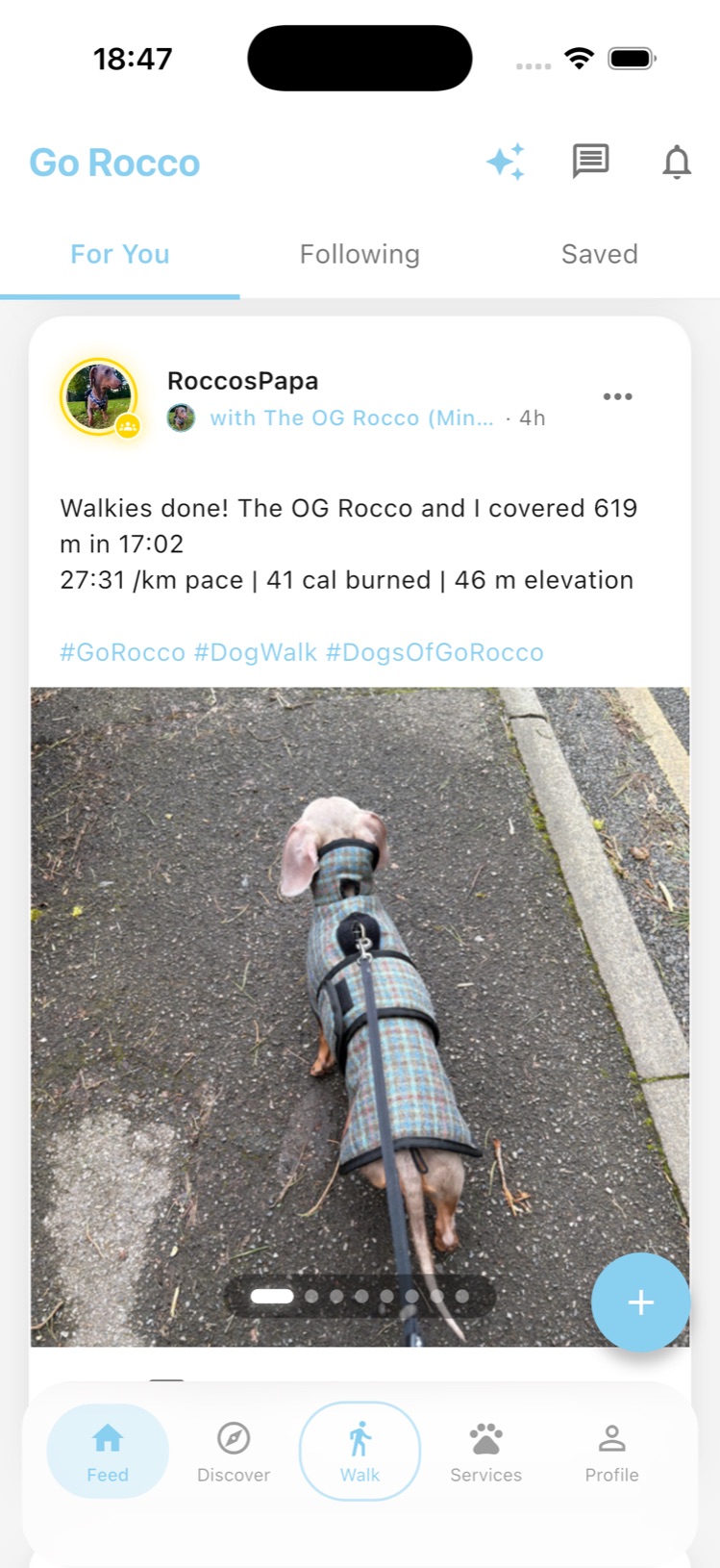 Go Rocco social feed showing walk posts, photos, and community activity